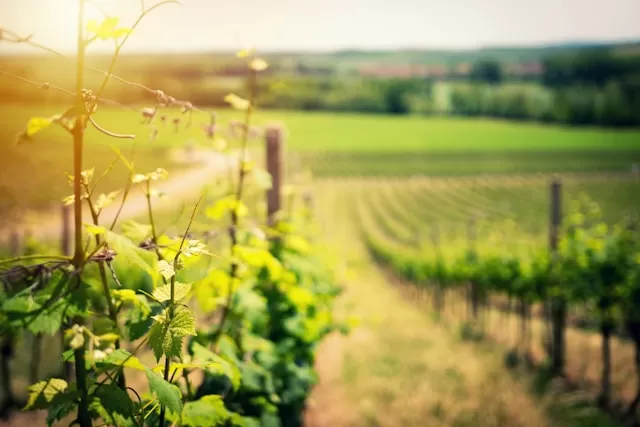 Meilleur négociant en vins de la rive droite à Bordeaux, Bordeaux, OENOTEX