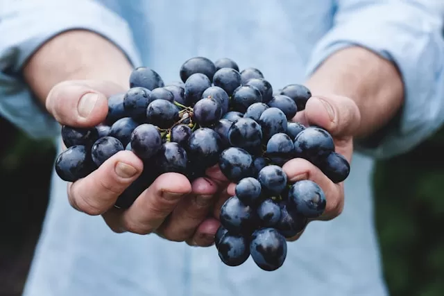 Achat de vins kascher pour mariage à Bordeaux , Bordeaux, OENOTEX