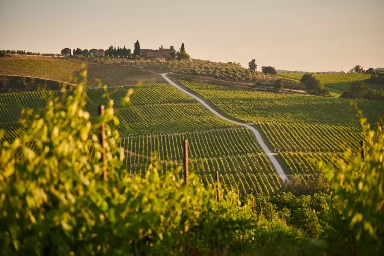 Vins certifiés cacher pour réception à Bordeaux, Bordeaux, OENOTEX