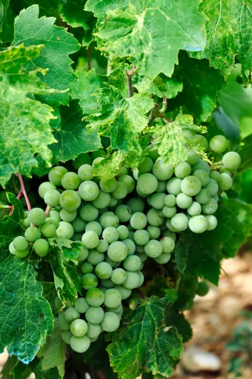 Fournisseur de vins d’exception pour hôtels et restaurants à bordeaux , Bordeaux, OENOTEX