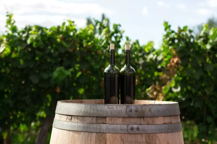  Vins bio pour restaurant à Bordeaux, Bordeaux, OENOTEX